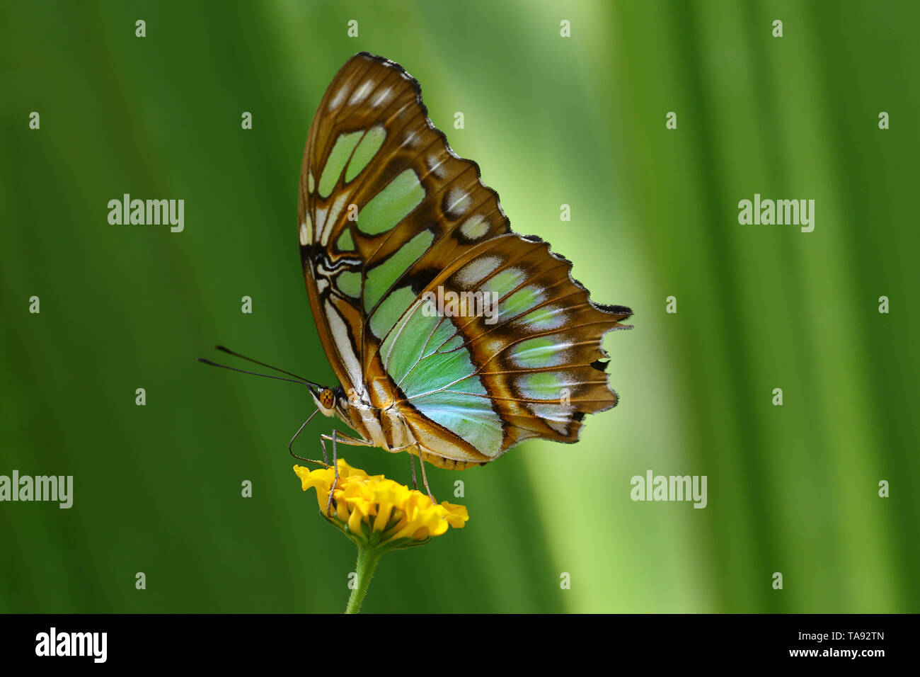 Siproeta stelenes es una mariposa neotropical con patas de pincel. La Malaquita tiene grandes alas que son negras y verde brillante o amarillo-verde. Foto de stock