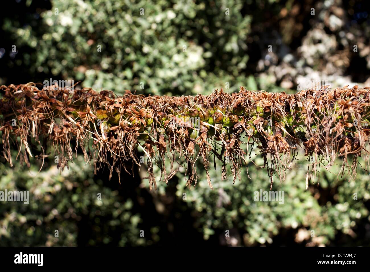 Lituano seco largo flor, Agave, Asparagaceae dasylirioides Foto de stock