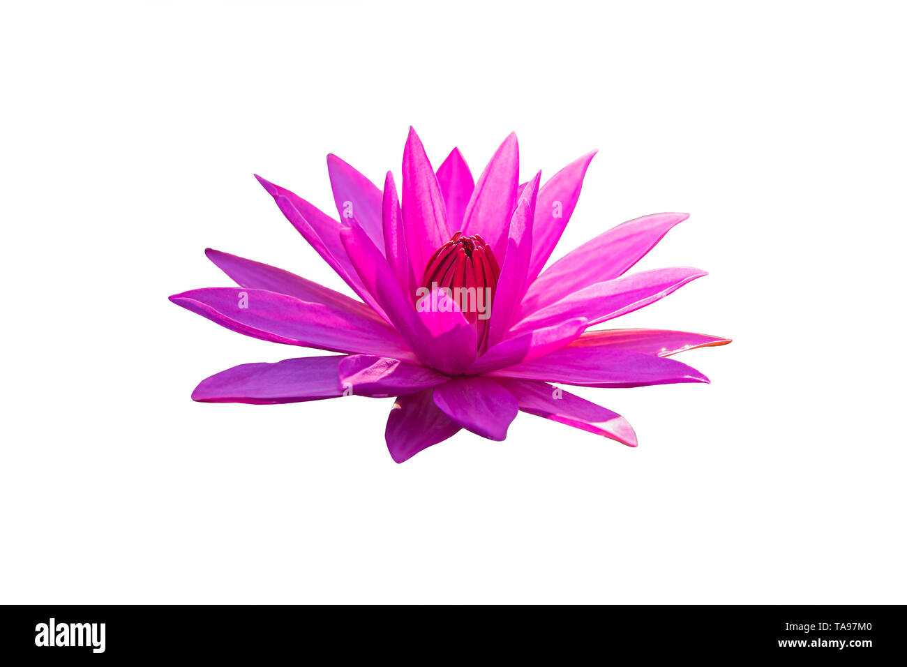 La flor de loto representa el símbolo del budismo y puede utilizarse para  adorar a Dios Fotografía de stock - Alamy