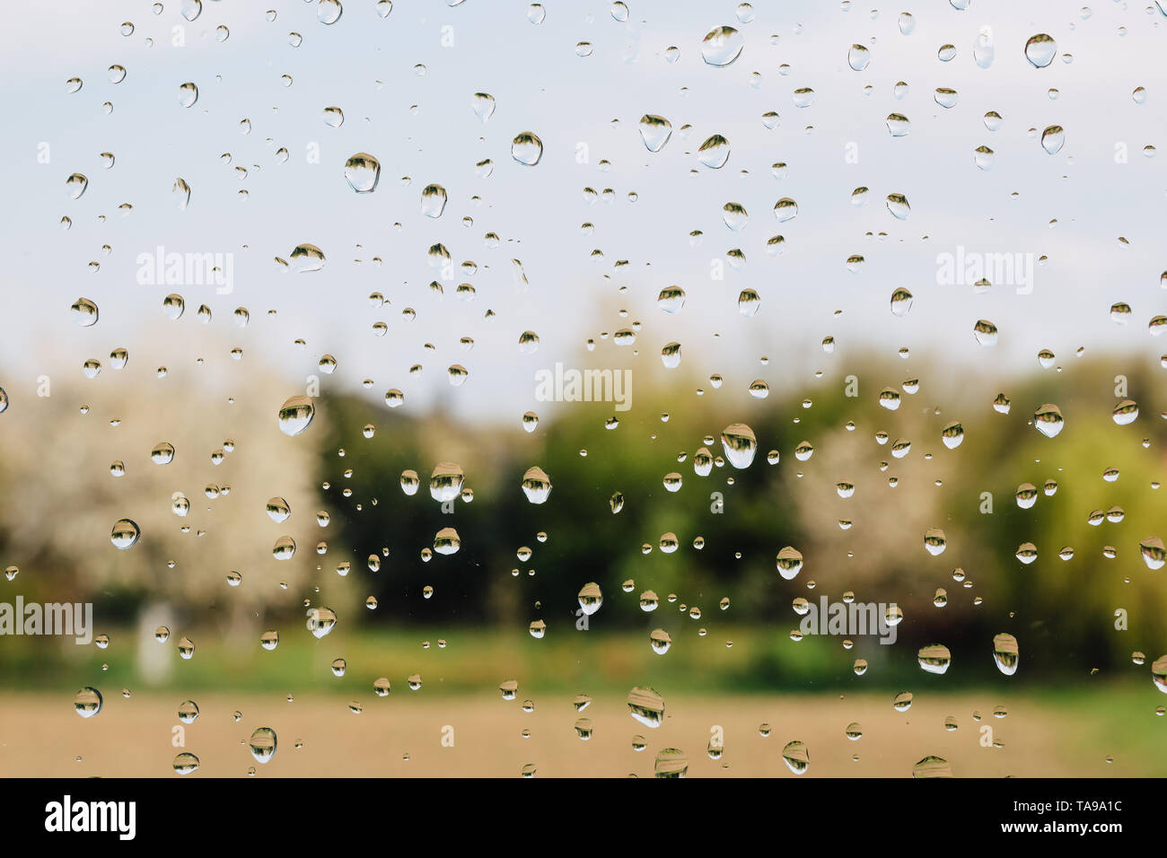 Las gotas de lluvia en la ventana contra el campo y bosque. Foto de stock
