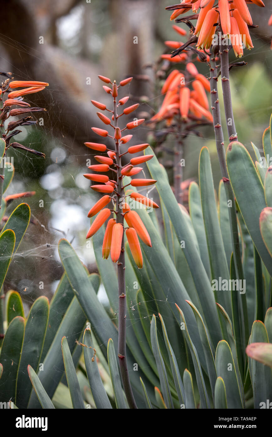 Planta de Aloe en flor. Espectaculares altos picos de flores tubulares de  color naranja brillante de un Aloe las especies suculentas en flor son  decorativas y duraderos Fotografía de stock - Alamy