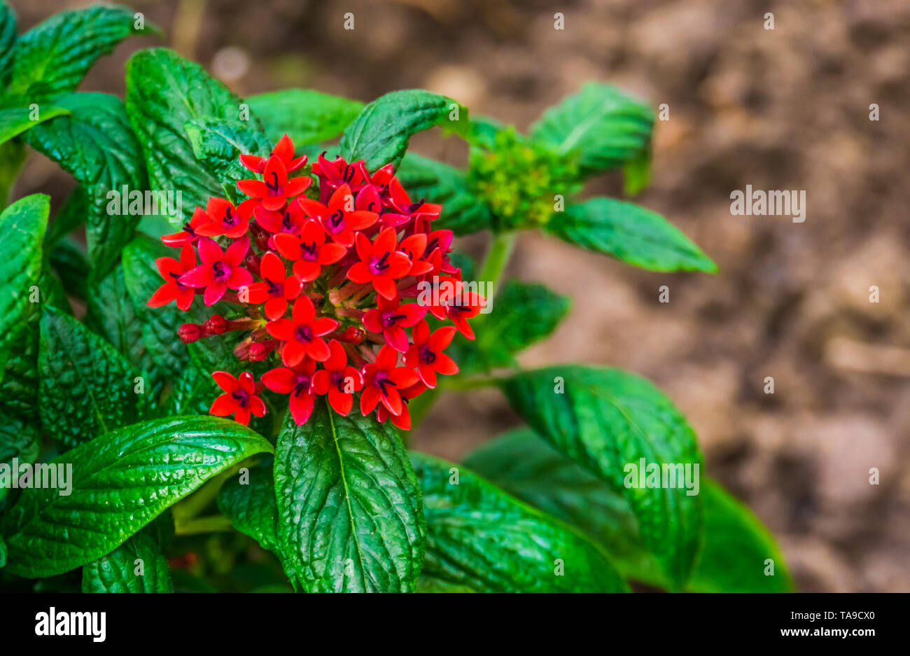 Macro closeup de rojas flores agrupadas en una planta pentas, popular planta tropical de África, las plantas de jardín de flores ornamentales, naturaleza antecedentes Foto de stock