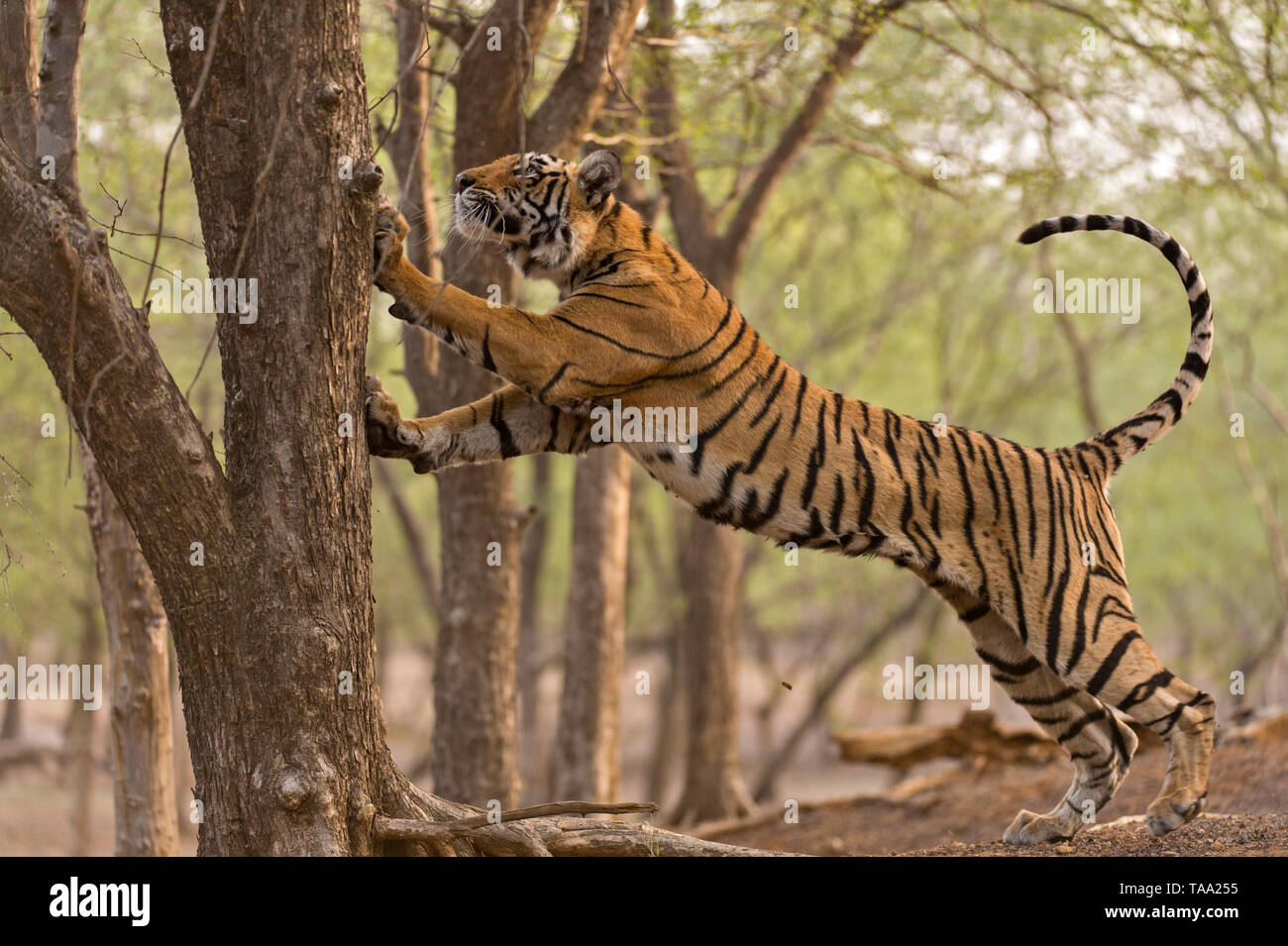 Tiger marcado en tronco de árbol, el parque nacional Ranthambhore, Rajastán, India, Asia Foto de stock