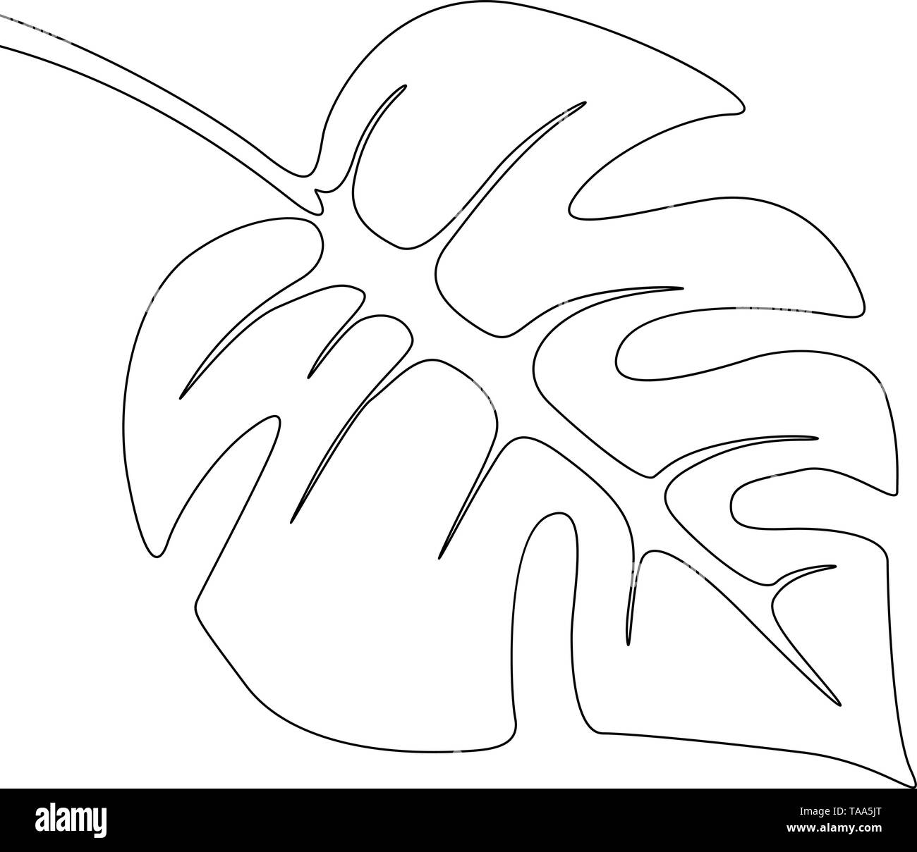 Dibujo de una línea monstera hojas. La línea continua de plantas tropicales  exóticas Imagen Vector de stock - Alamy