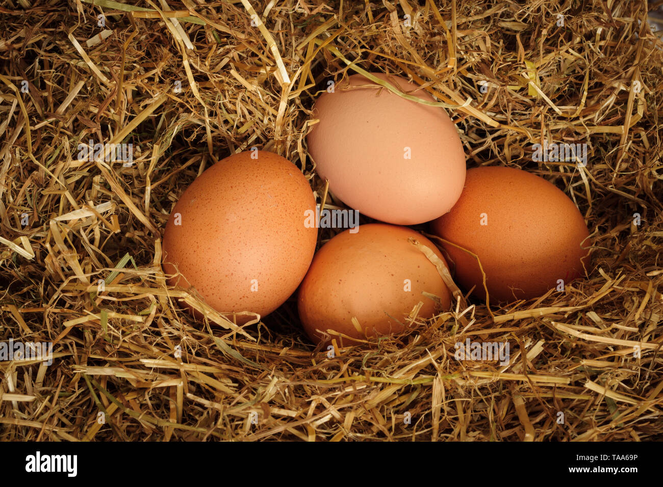 Recién sembradas free range brown gallinas huevos anidado en una cama de paja Foto de stock