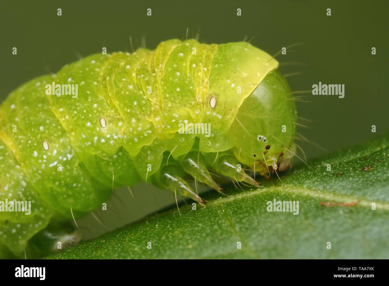 Vista de cerca del ángulo tonos Phlogophora meticulosa caterpillar (polilla) en la hoja. Tipperary, Irlanda Foto de stock