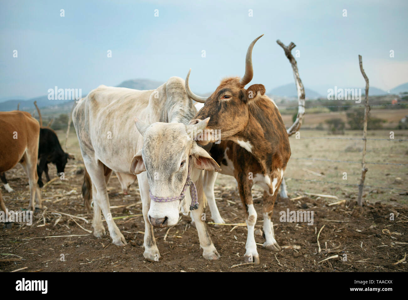 Vaca demostrar afecto en una granja familiar local. Ganado Brahman, la ganadería y la cría de animales domésticos. Teotitlan del Valle, Oaxaca, México. Mayo de 2019 Foto de stock