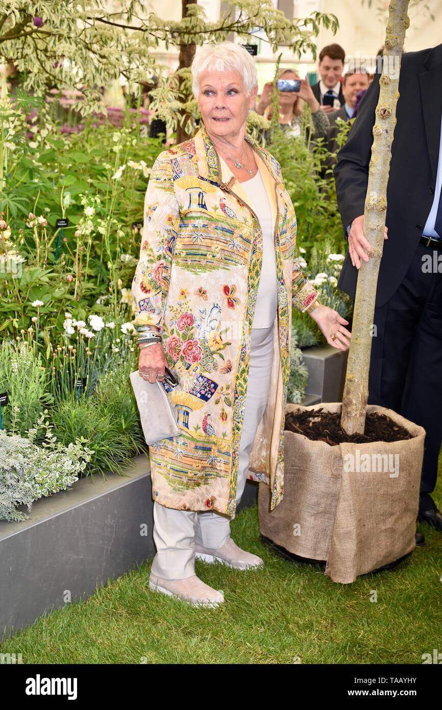 Dame Judi Dench se presentó con un retoño olmo para lanzar la re-elming de la campiña británica a partir de este año. Hillier viveros, RHS Chelsea Flower Show de Londres Foto de stock