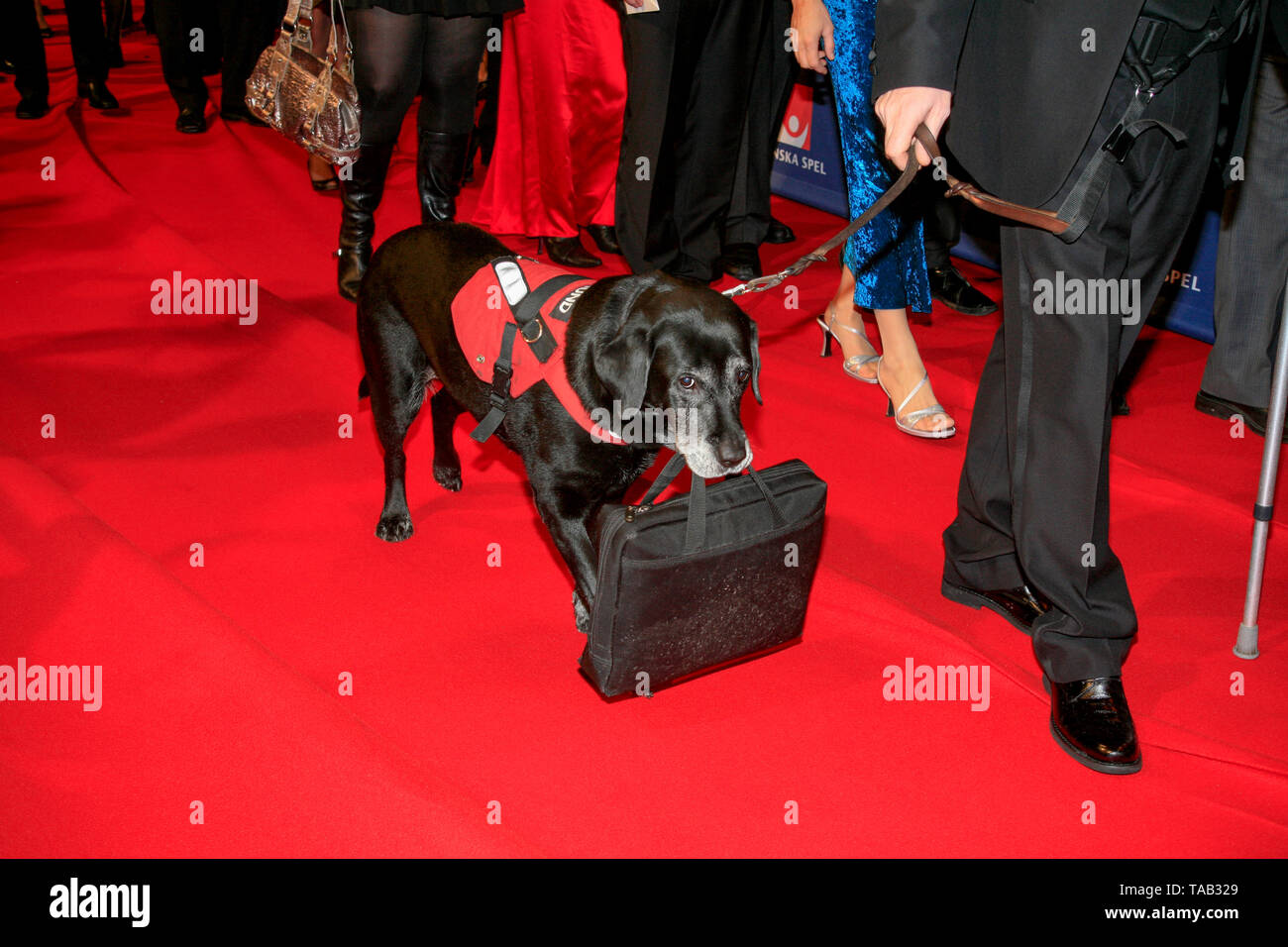 Perro de asistencia sobre la alfombra roja con una bolsa de 2010 Foto de stock
