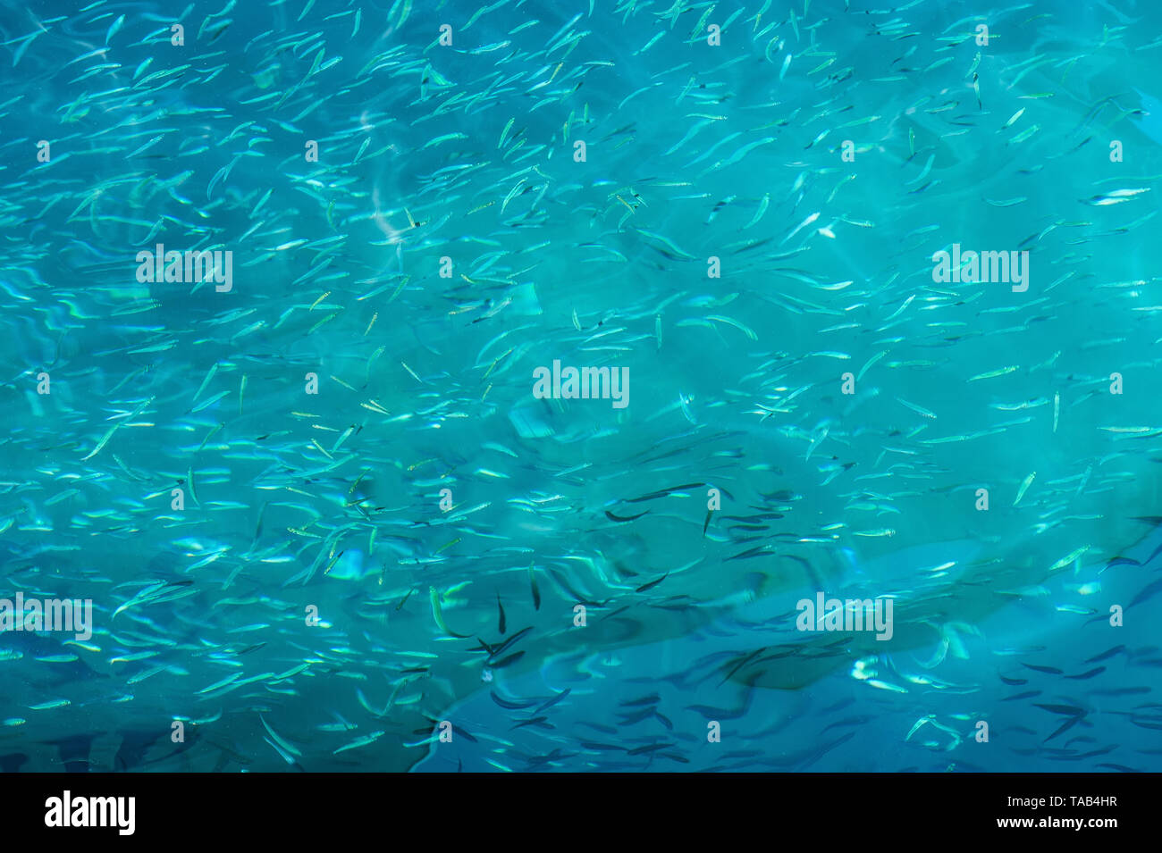 Pequeños peces de mar plateado en el agua clara de fondo. Fondo azul con la vida marina. Foto de stock