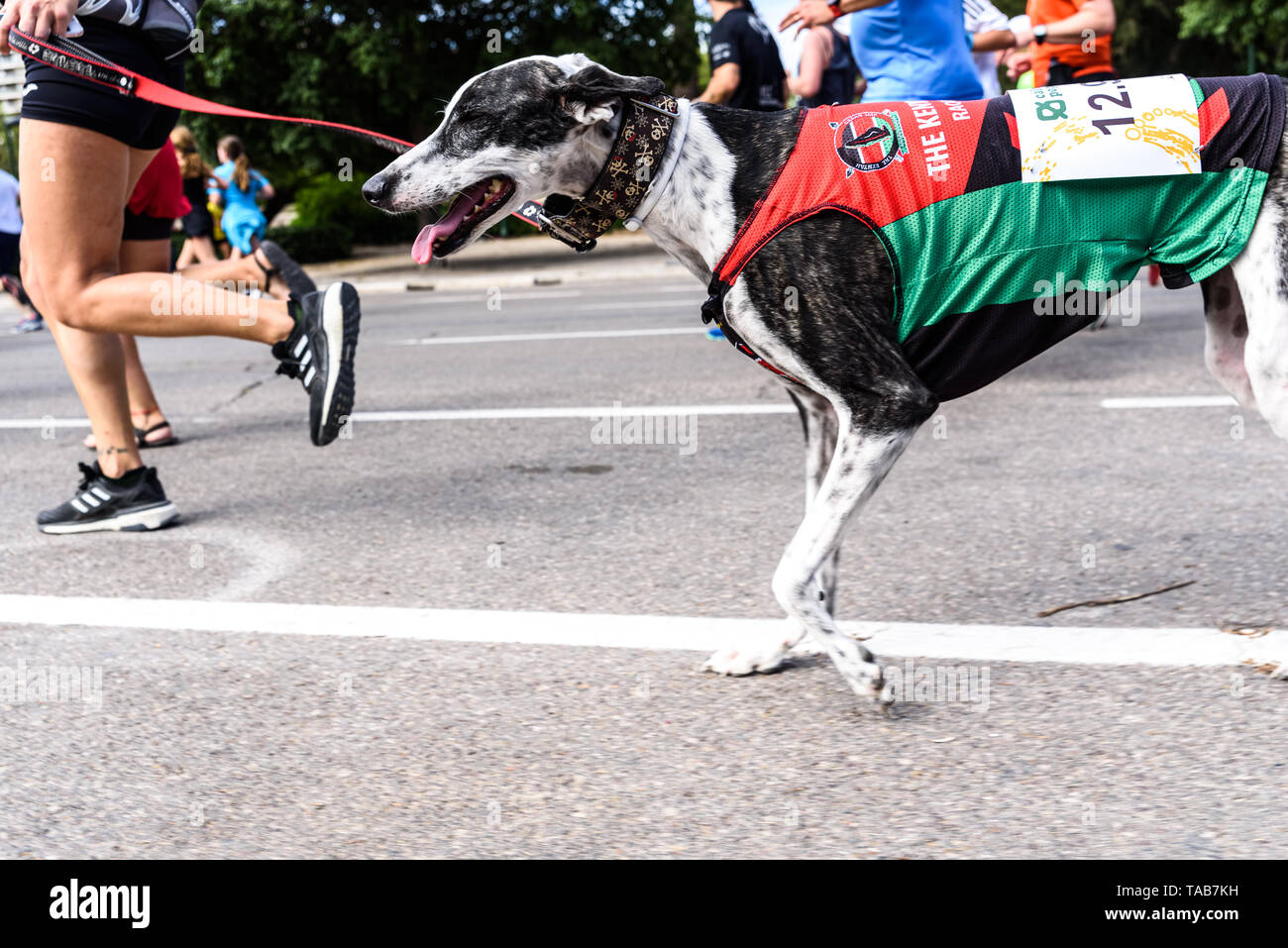 Valencia, España - 19 de mayo de 2019: perro corriendo junto a su cuidador  en una carrera pedestre de ejercicio, de los lebreles Fotografía de stock -  Alamy