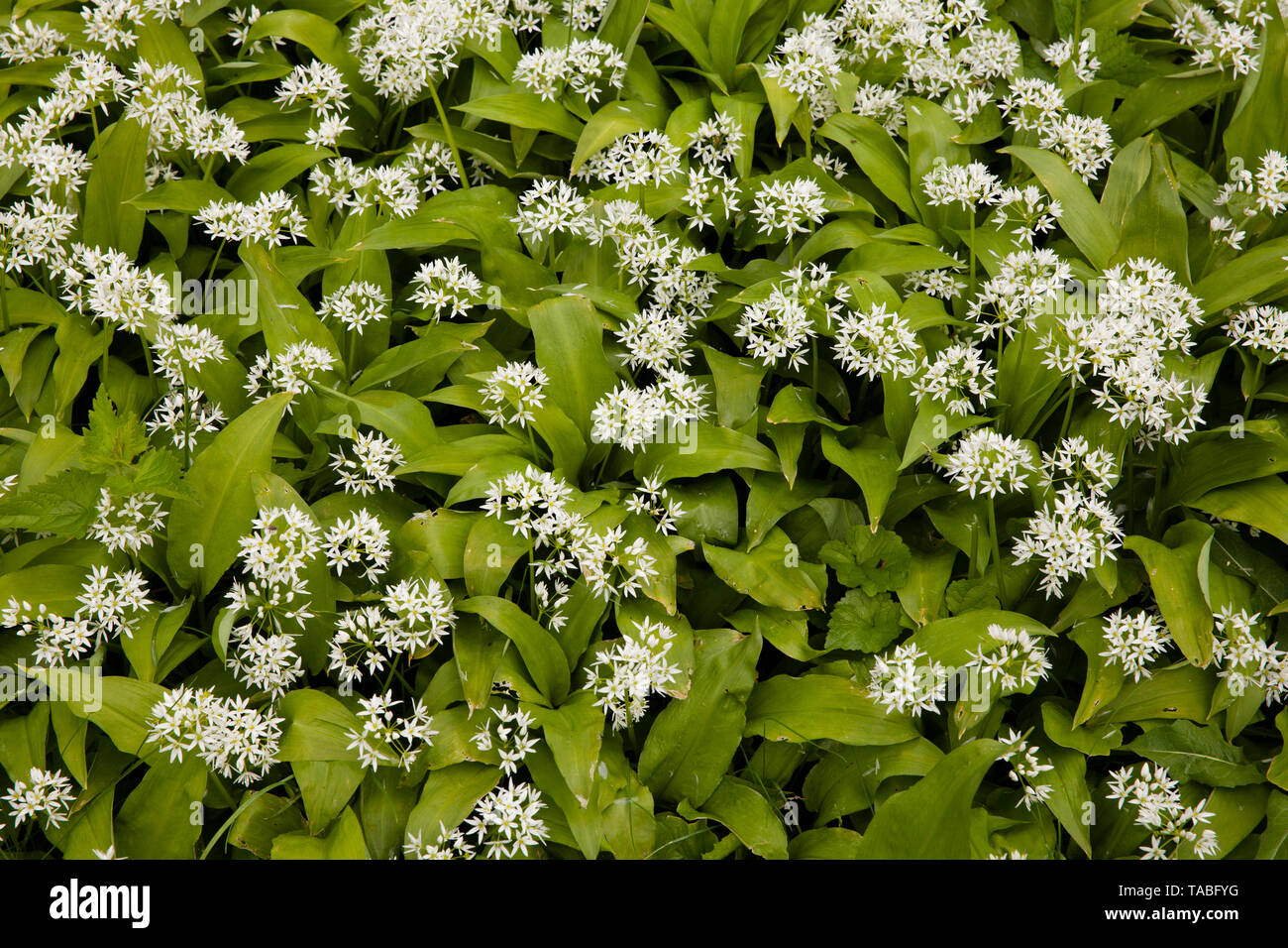 Blooming lleva el ajo (Allium ursinum), Alemania. bluehender Baerlauch (Allium ursinum), Deutschland. Foto de stock
