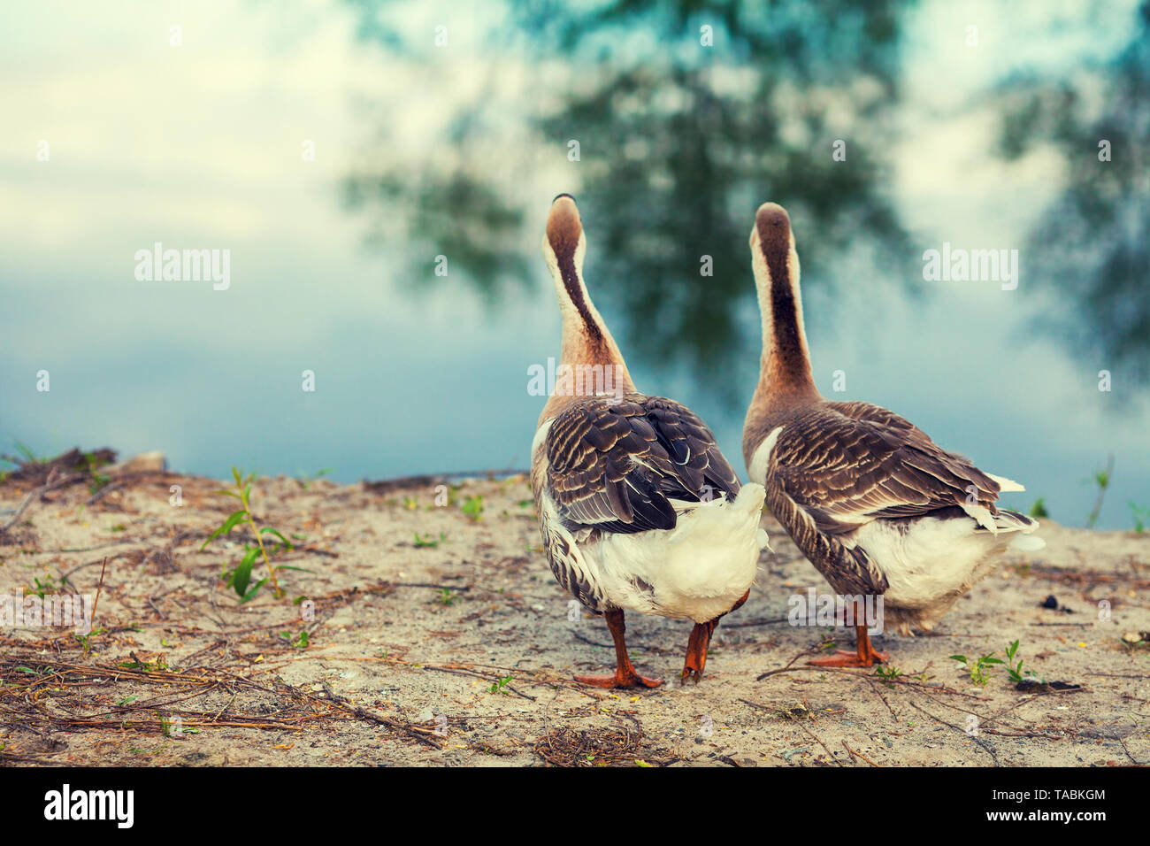 Dos ocas paseando por la orilla del lago Foto de stock