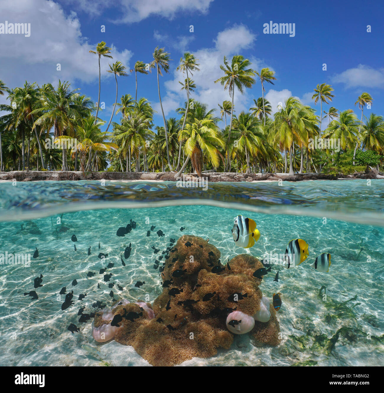 Costa Tropical con las anémonas de mar y peces bajo el agua, Tikehau atoll, Tuamotu, en la Polinesia francesa, Océano Pacífico, vista dividida por encima y por debajo de la superficie del agua Foto de stock