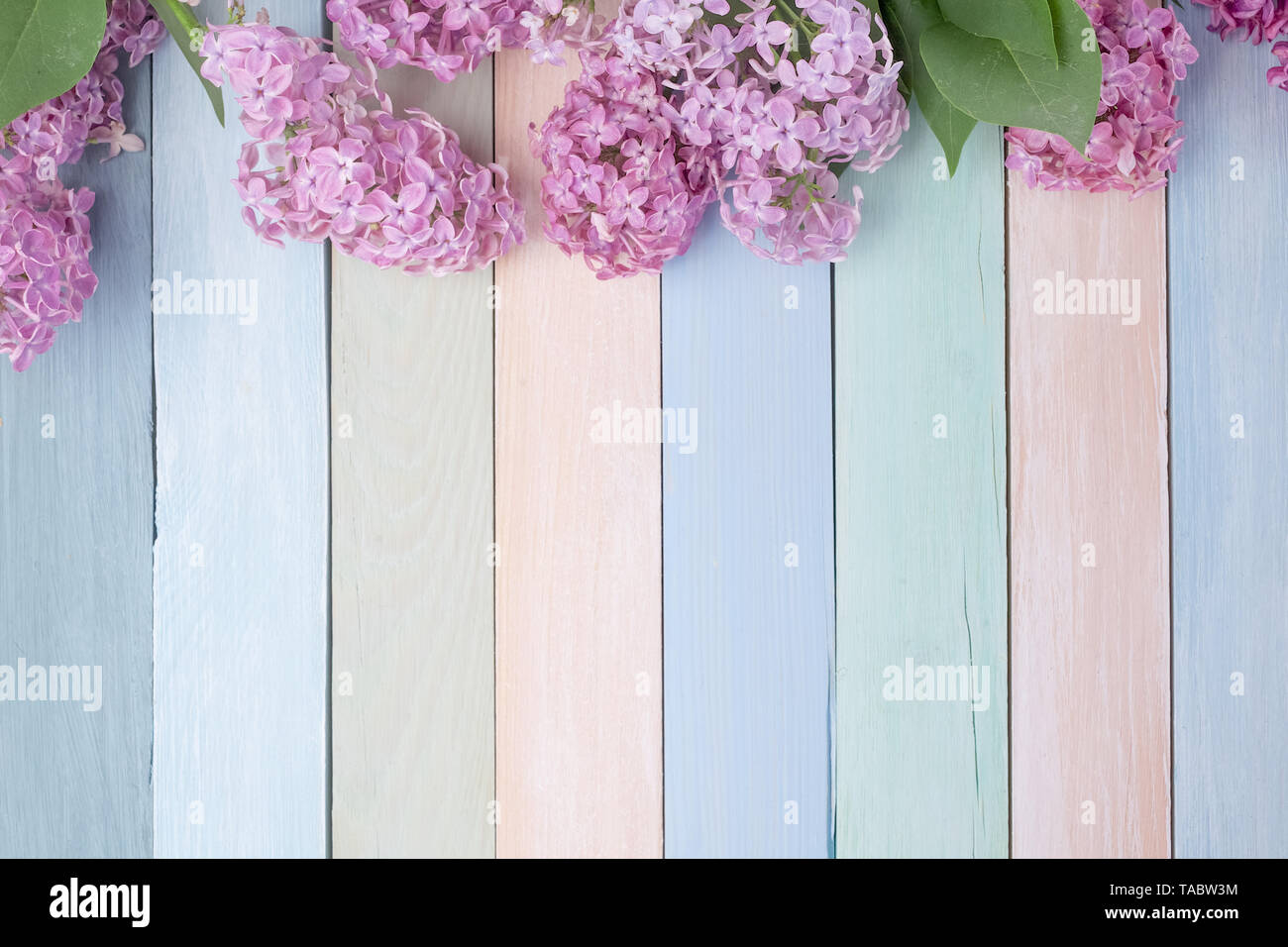 Primavera flores Lila pastel sobre fondo de madera con espacio de copia.  Vista superior, laicos plana Fotografía de stock - Alamy