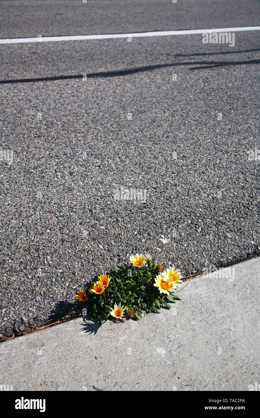 Flores que crecen en la grieta del pavimento Foto de stock