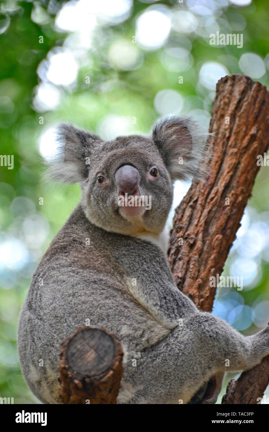 Australian koala sentado en una rama mirando viewer Foto de stock
