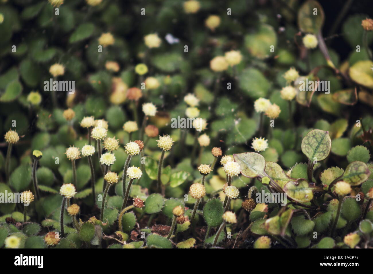 Botón de Northland daisy - Leptinella rotundata Foto de stock