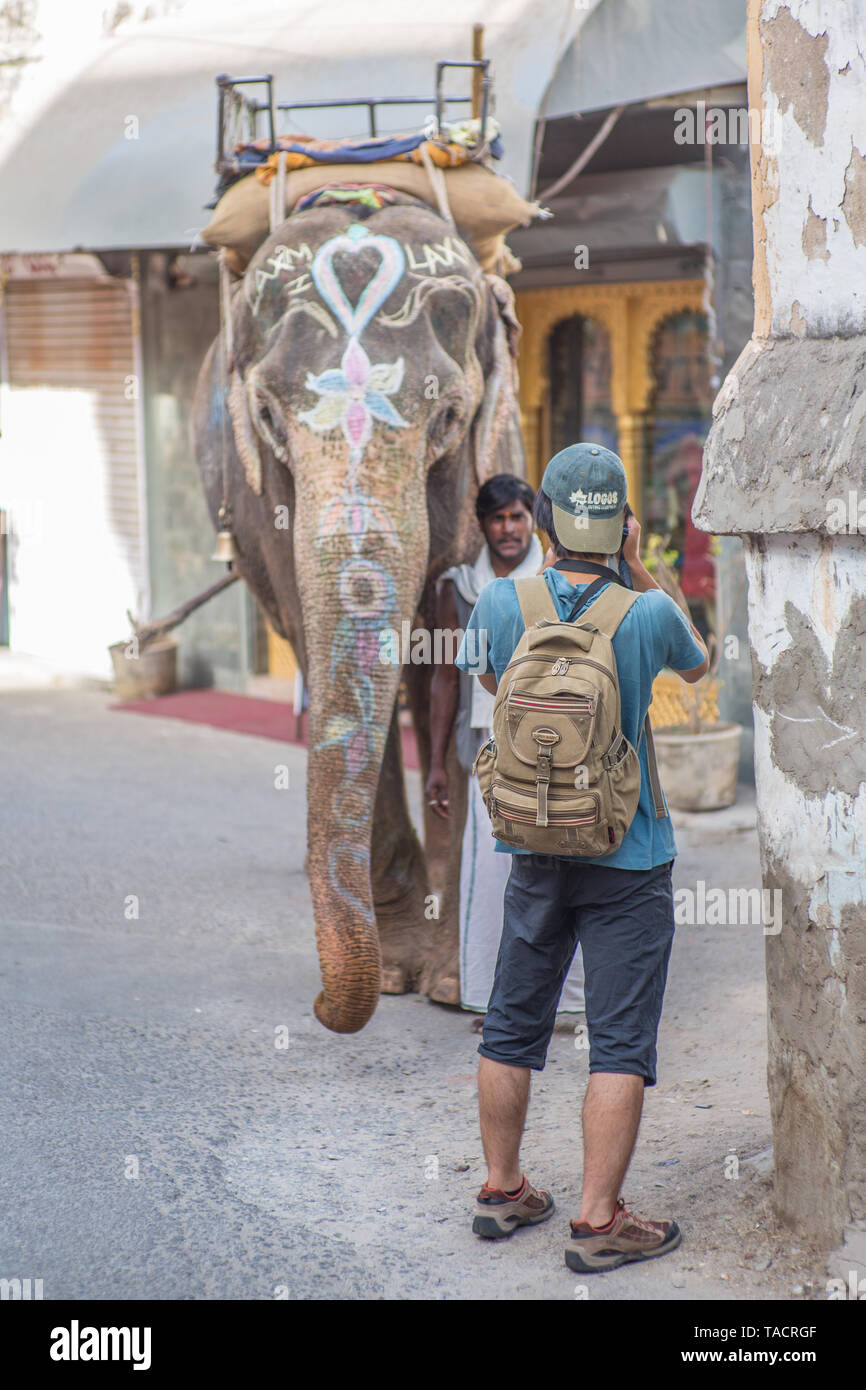 Un turista tomar una foto de un elefante en una pequeña calle en Udaipur, India. Foto de stock