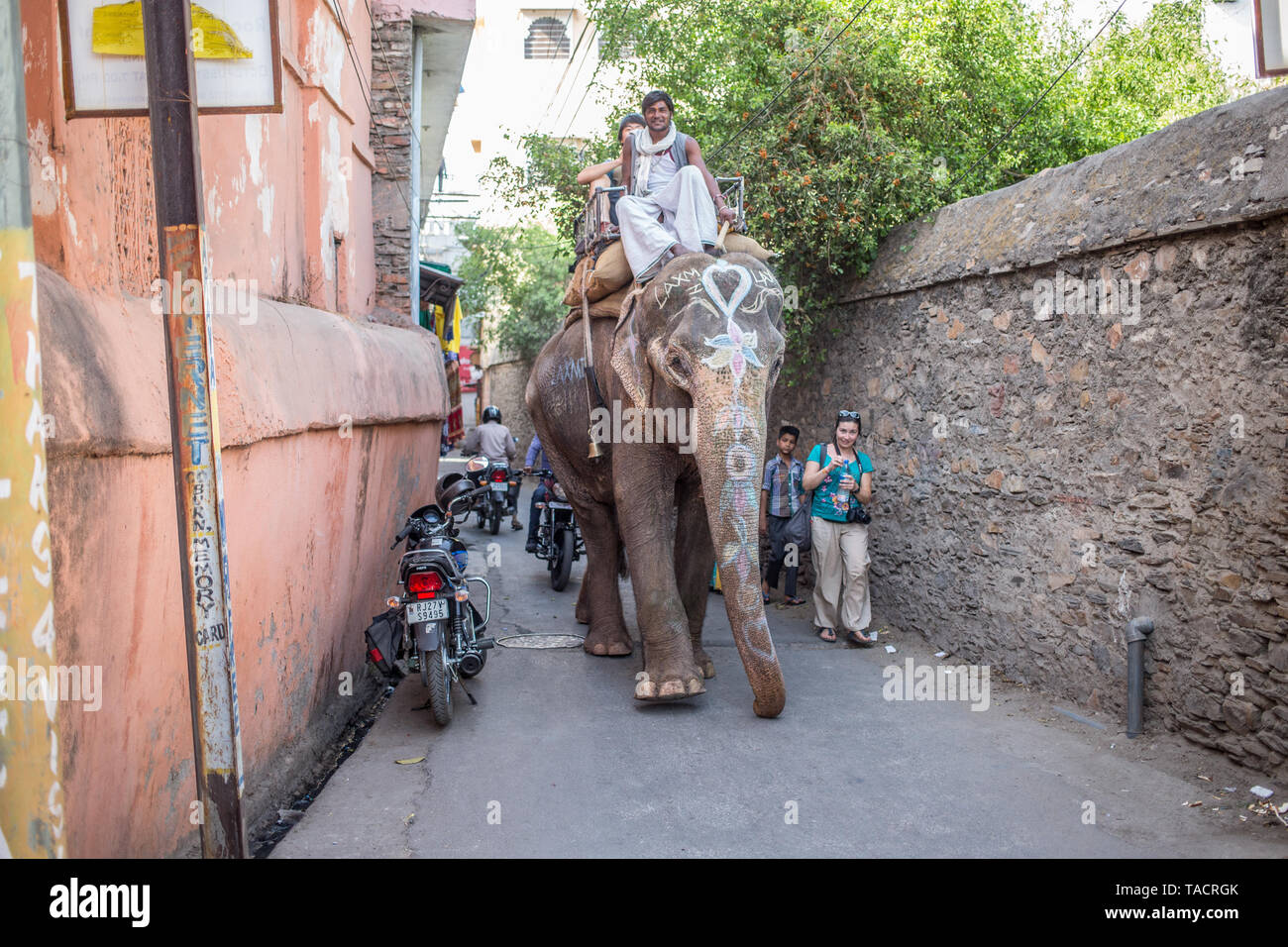 Un elefante en una pequeña calle en Udaipur, India. Foto de stock