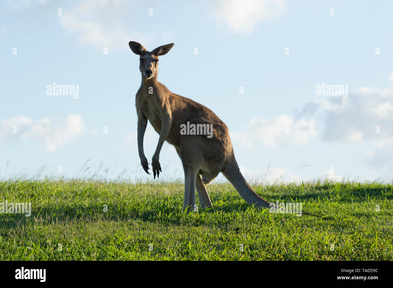 Mirando el visor de canguro australiano Foto de stock
