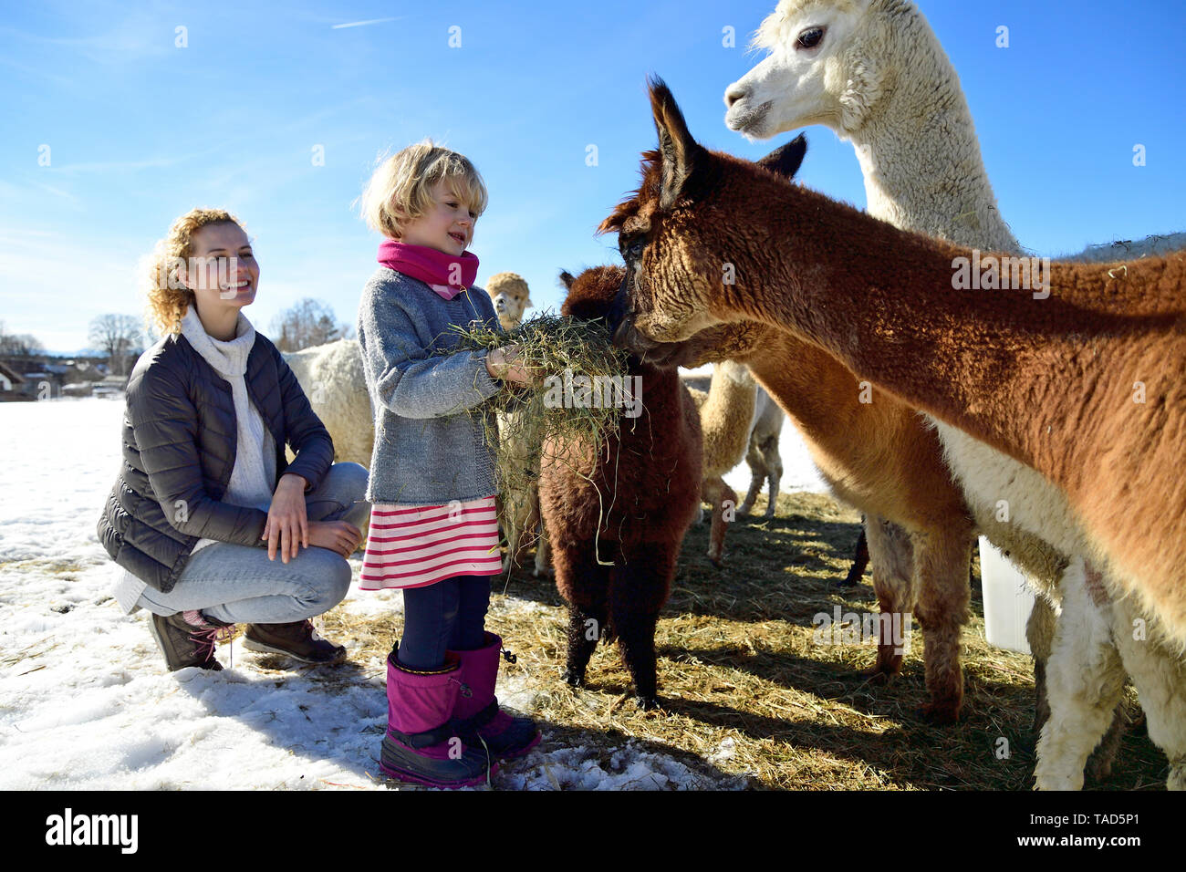 Madre e hija alimentan alpacas con heno en un campo en invierno Foto de stock