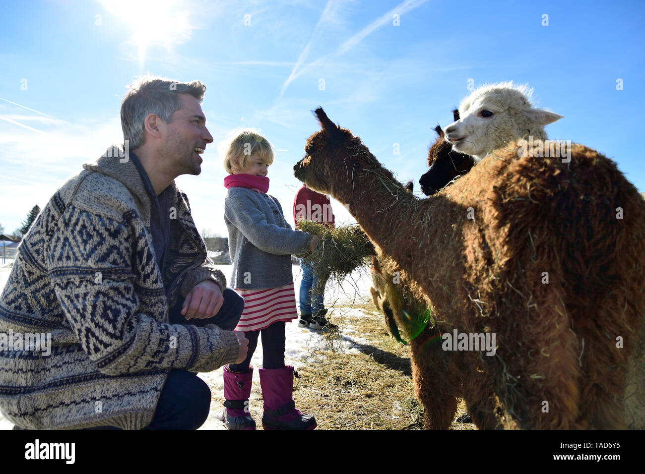 Padre e hija alimentan alpacas con heno en un campo en invierno Foto de stock