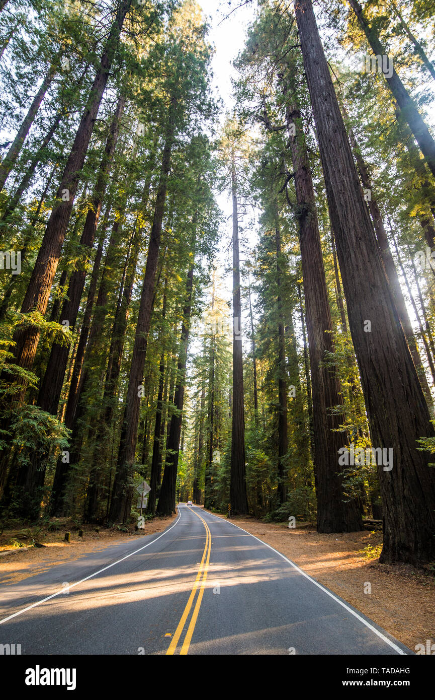 California, Estados Unidos, la carretera que conduce a través de los árboles redwood Foto de stock