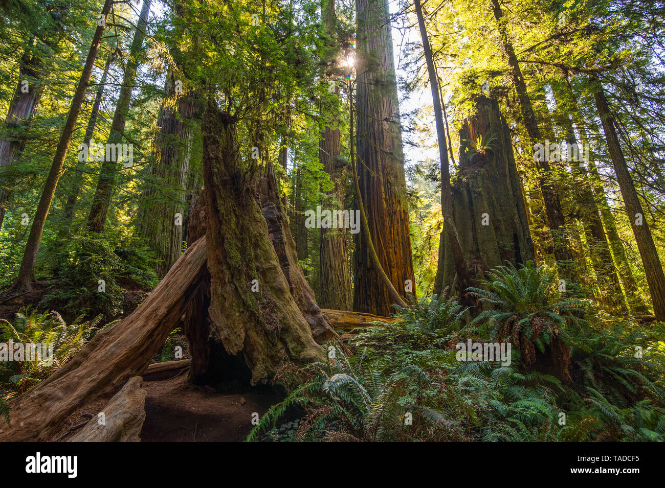 California, Estados Unidos, el Parque Estatal de secoyas, secoyas gigantes Foto de stock