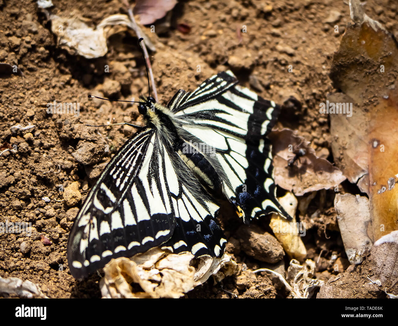 Una especie asiática china, mariposas papilio xuthus, descansa sobre el suelo entre alimentándose de flores. Foto de stock