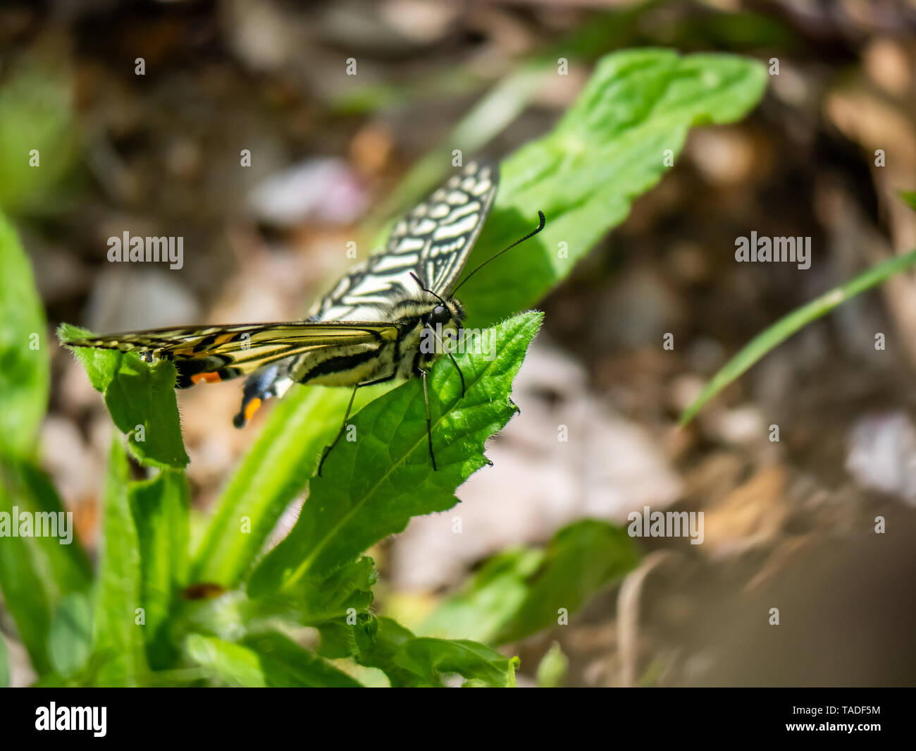 Una especie asiática china, mariposas papilio xuthus, descansa sobre una hoja entre alimentándose de flores. Foto de stock