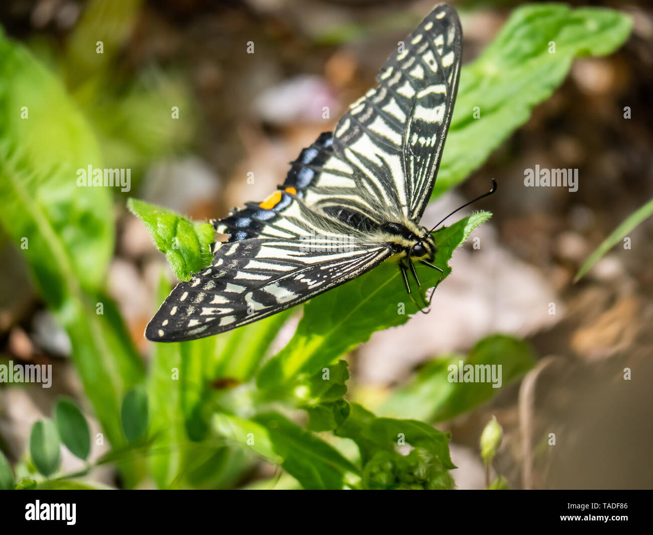 Una especie asiática china, mariposas papilio xuthus, descansa sobre una hoja entre alimentándose de flores. Foto de stock