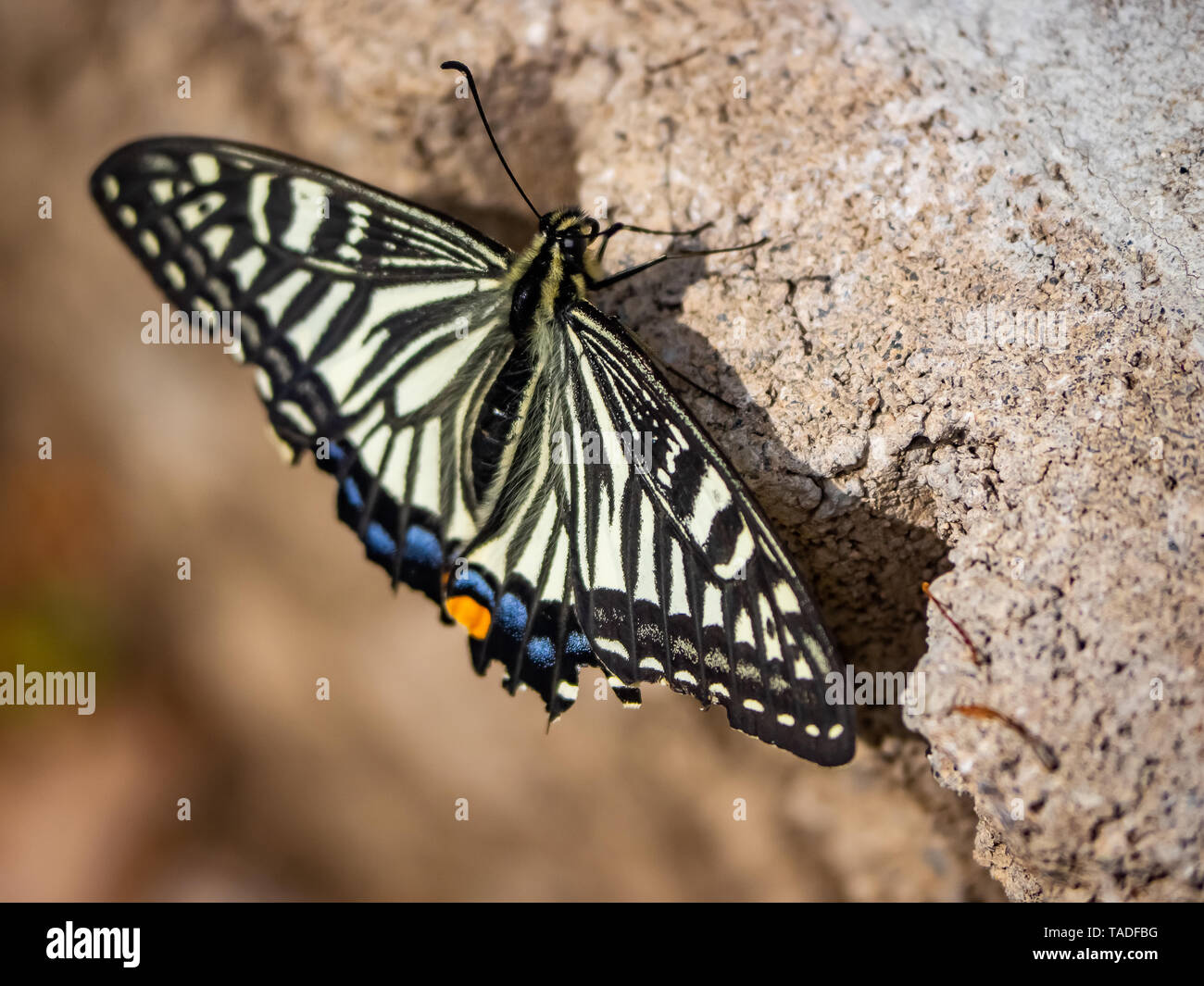 Una especie asiática china, mariposas papilio xuthus, descansa sobre el suelo entre alimentándose de flores. Foto de stock