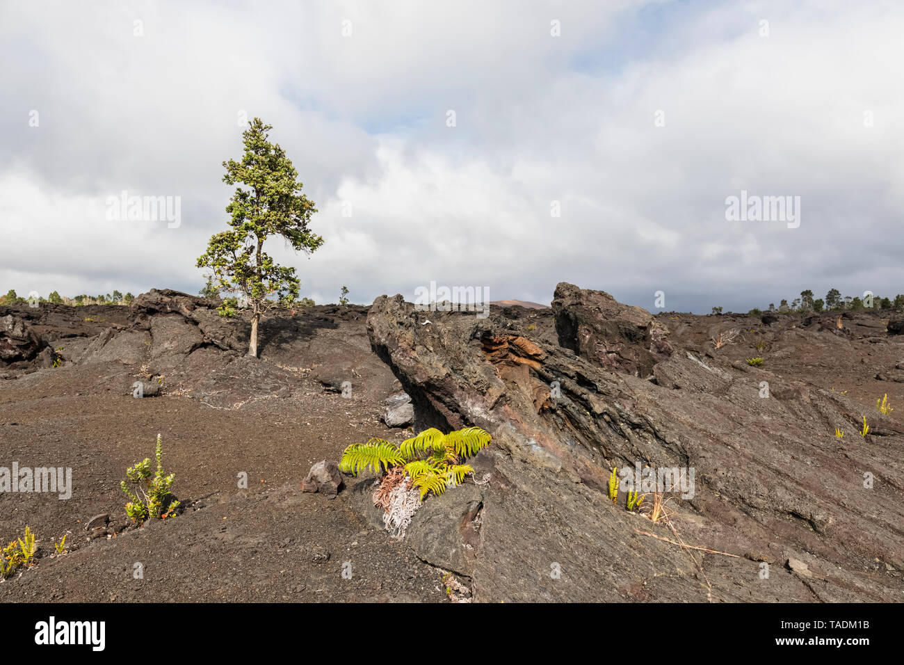 Ee.Uu., Hawai, Parque Nacional de los volcanes, campos de lava a lo largo de la cadena de cráteres Road Foto de stock