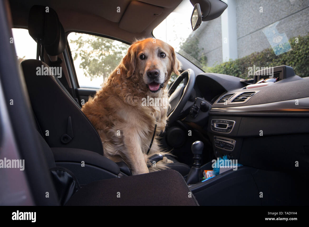 Golden Retriever sentado en el asiento del conductor de un coche Foto de stock