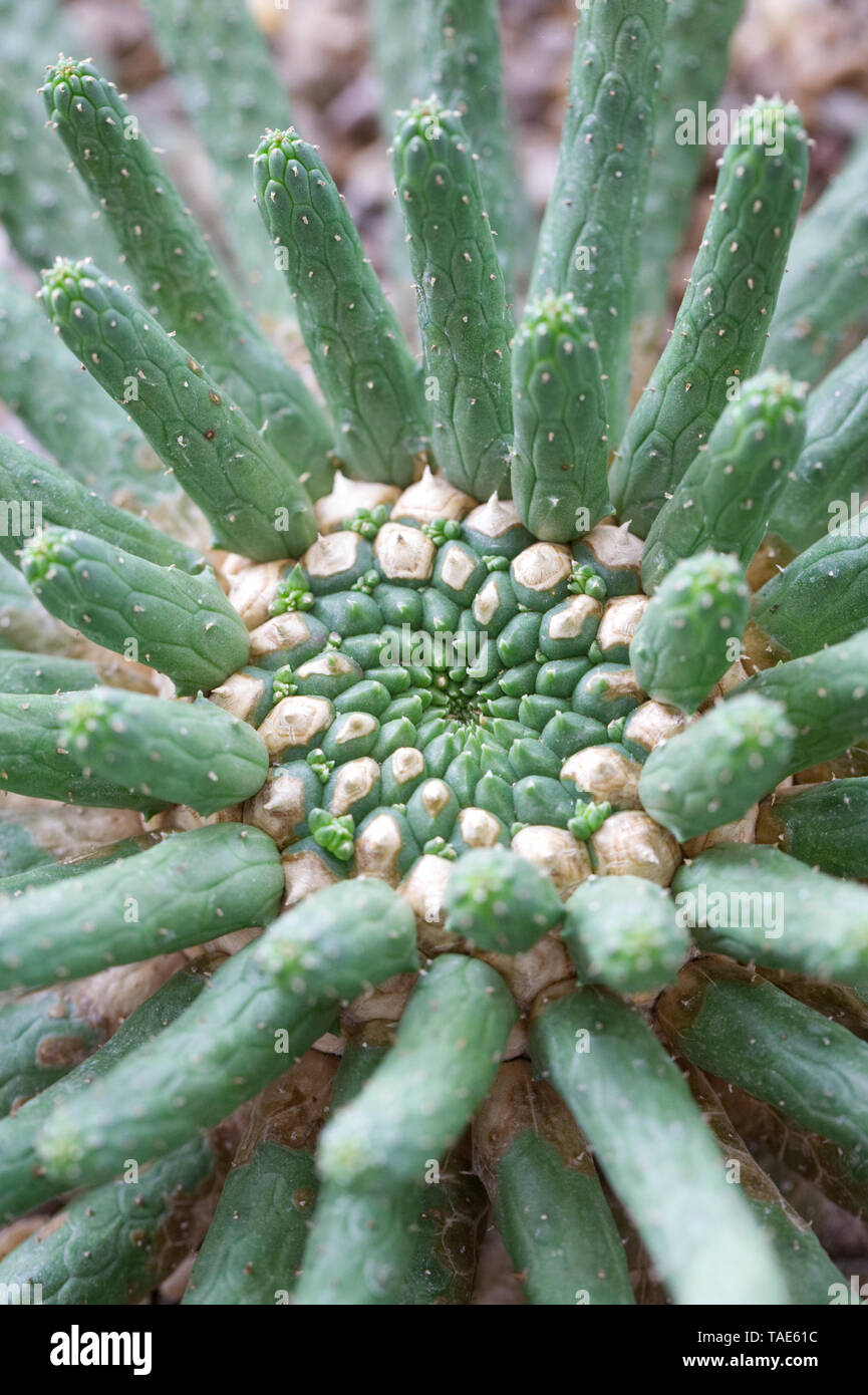 Euphorbia caput medusae. Foto de stock