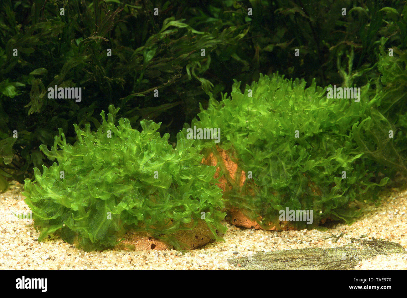 (Liveworts Monosolenium tenerum ; syn. : Pellia endiviaefolia) en el acuario Foto de stock