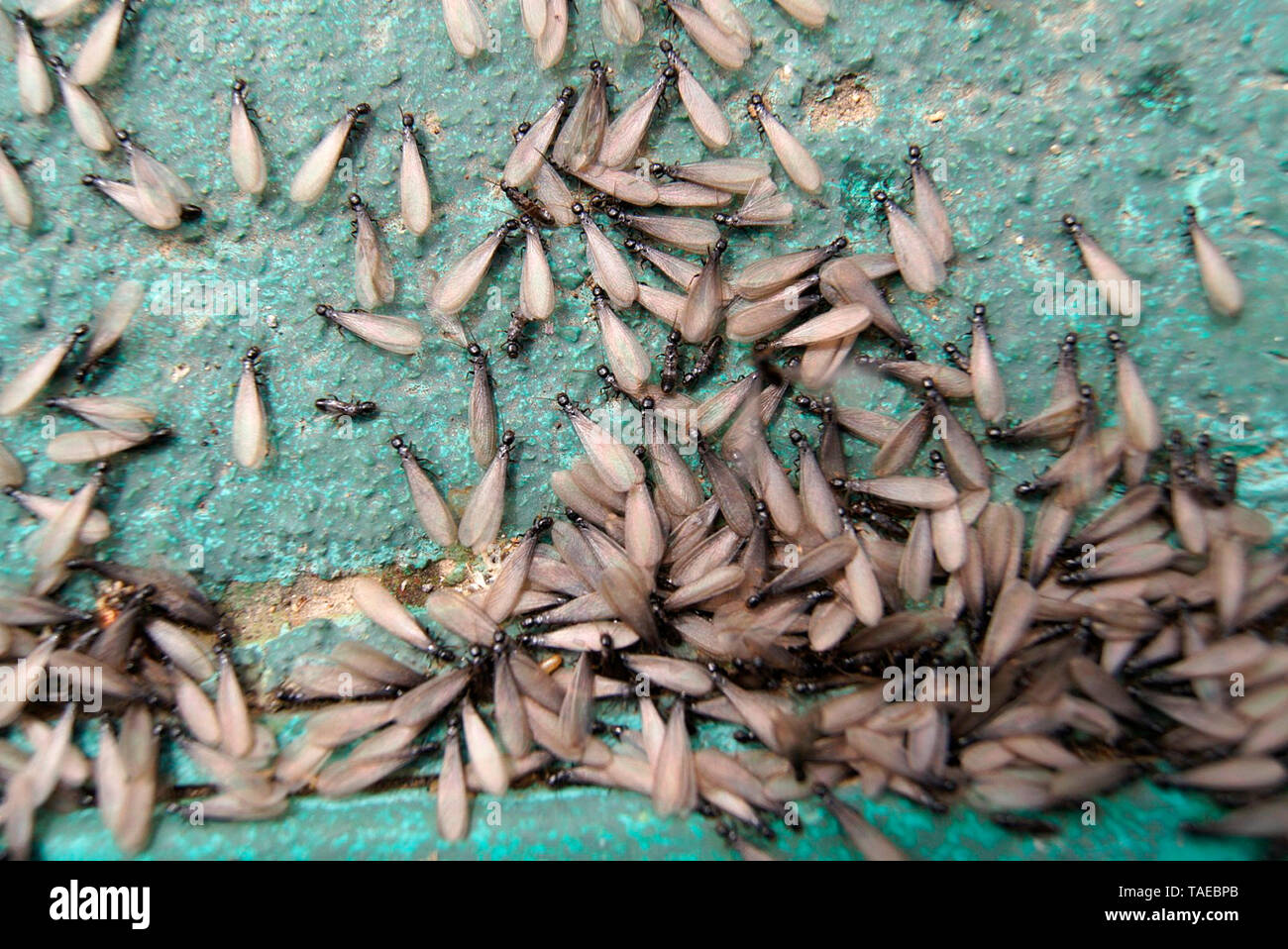 Varios surgimientos de termitas. Foto de stock