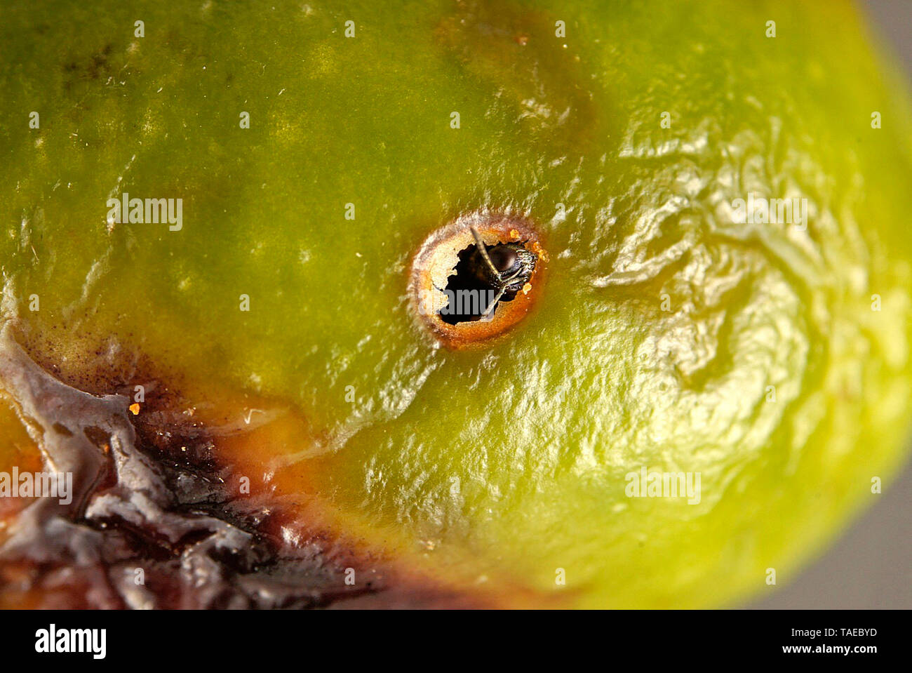 Aparición del parasitoide (Eupelmus confusus) desde una galería de la mosca del olivo. El parasitoide nibbles la película de la Oliva para salir. Foto de stock