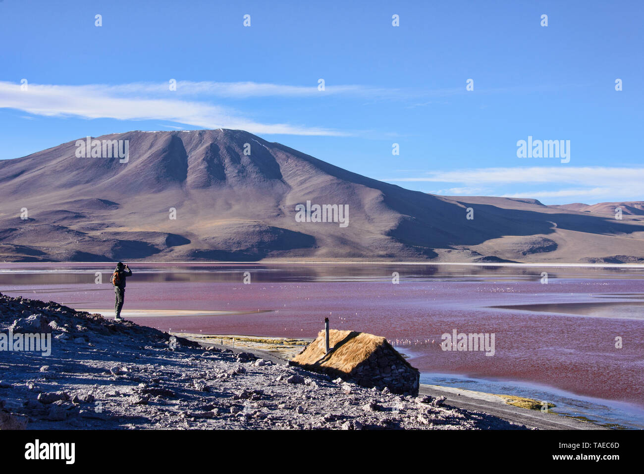 Flamencos Chilenos y los hermosos paisajes de la Laguna Colorada, el Salar de Uyuni, Bolivia Foto de stock