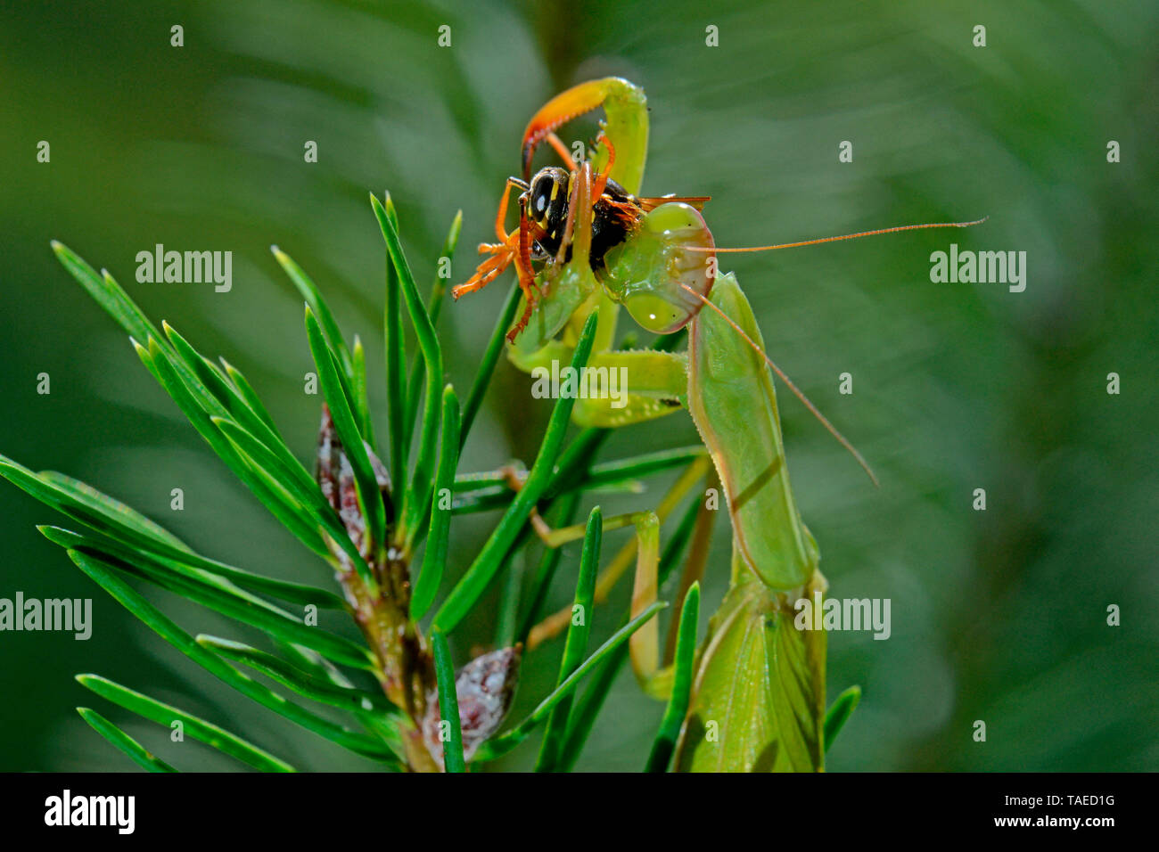 Mantis (mantis religiosa) comer una avispa de papel (Polistes sp) Romero en verano, Cataluña, España Foto de stock