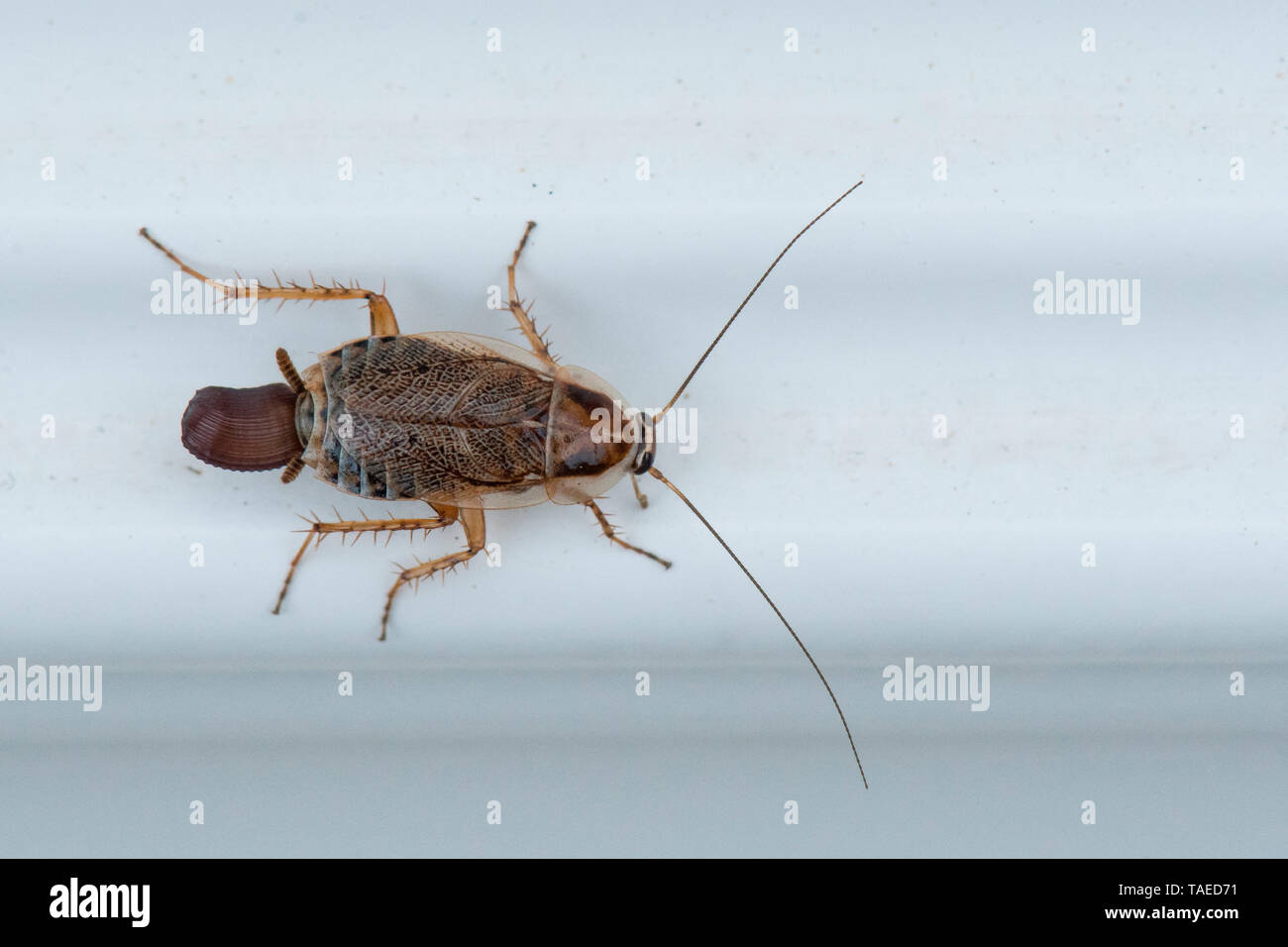 Cucaracha (Ectobius lucidus) hembra con sus oviposturas (ooteca), Wildlife casas, Lorraine, Francia Foto de stock