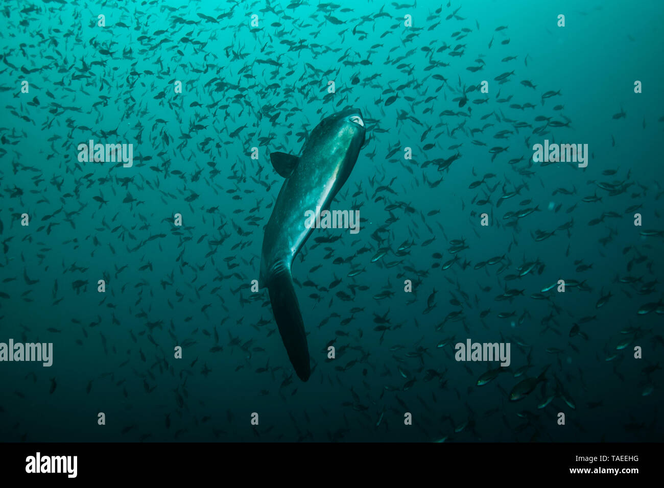 Tara Oceans Expeditions - Mayo de 2011. El ocean sunfish, Mola mola mola, o común, es la mayor conocida en el mundo de peces óseos. Tiene un peso promedio de los adultos de 1.000 kg (2.200 lb). La especie es nativa de las aguas tropicales y templadas de todo el mundo. Se asemeja a una cabeza de pescado con una cola, y su cuerpo principal está aplanado lateralmente. Sunfish pueden ser tan altos como son largos cuando sus aletas dorsal y ventral están extendidos. Sunfish viven en una dieta que consiste principalmente de medusas, sino porque este Foto de stock