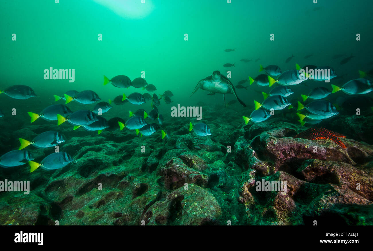 Tara Oceans Expeditions - Mayo de 2011. La escolarización de la perca plateada (pez cirujano Prionurus laticlavius), Islote de Albany, Galápagos, Ecuador Foto de stock