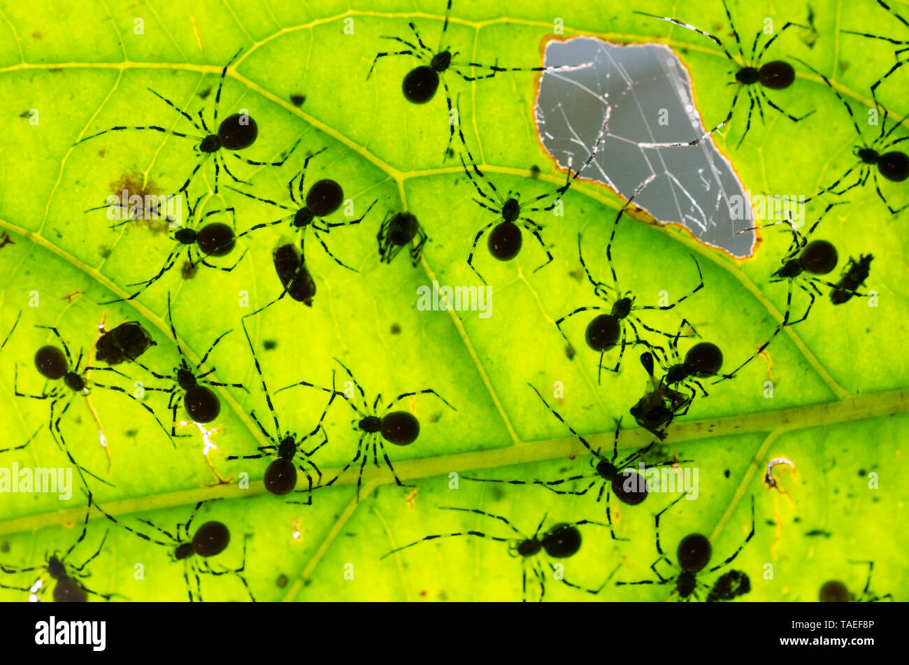 Araña social (Theridion nigroannulatum) es una de las pocas especies de araña social. La colonia vive bajo las hojas, donde se espera para la presa de la captura en su hijo para lanzar sobre ella masivamente. Perú. Foto de stock