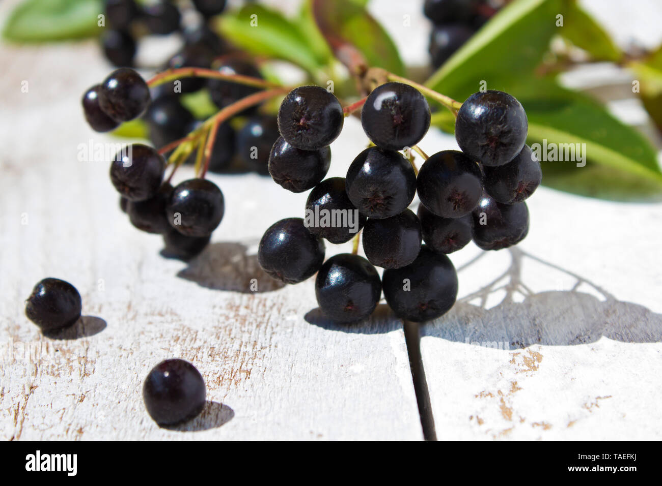 Aronia berrie en madera blanca, cerrar Foto de stock