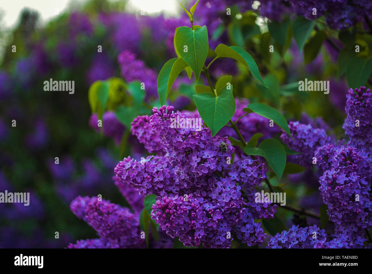 Hermosas flores de color lila flor en borroso fondo de hojas. Hermosas  flores en la primavera día soleado de Europa, Ucrania. Syringa vulgaris  Fotografía de stock - Alamy