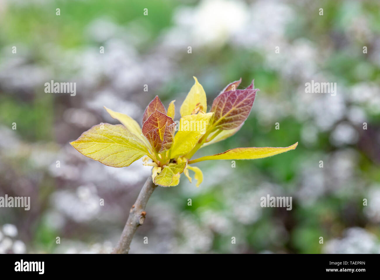 Catalpa bignonioides 'Aurea'. New Golden Bean indio hojas de árbol en primavera en RHS Wisley Gardens. Surrey, Inglaterra Foto de stock