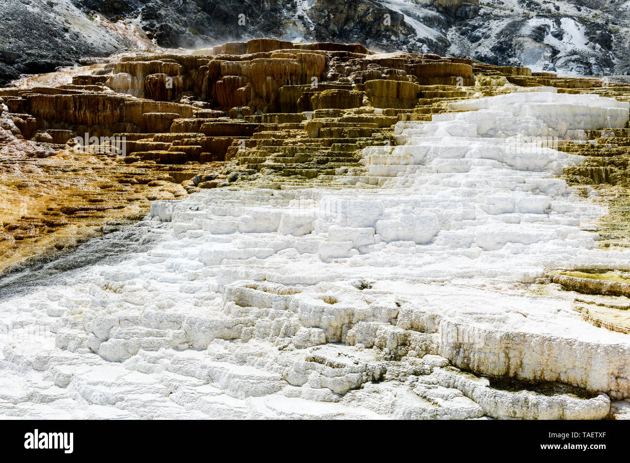 Formaciones de roca caliza en Mammoth Hot Springs, en el Parque Nacional de Yellowstone, en Wyoming, Estados Unidos. Foto de stock