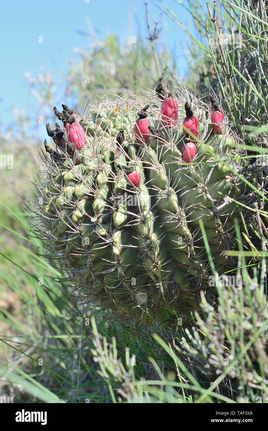 Cactus (Eriosyce curvispina), flruiting en primavera, Cerro Mauco, Quintero, V Región de Valparaíso, Chile Foto de stock